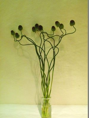 ALLIUM 60